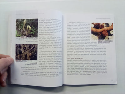 Mycorrhizas - The New Green Revolution