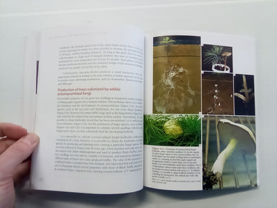 Mycorrhizas - The New Green Revolution