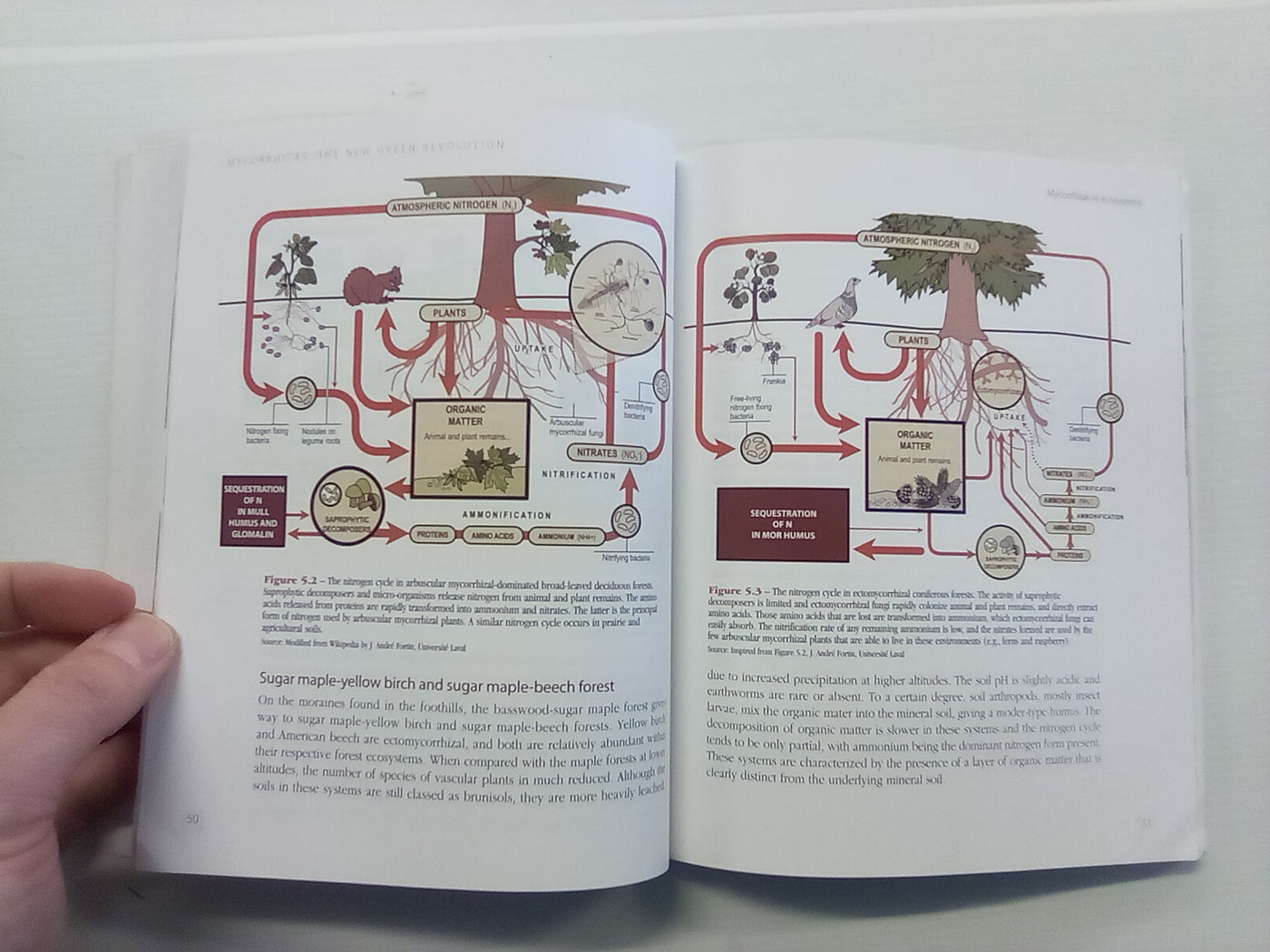 Mycorrhizas - The New Green Revolution