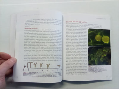 Mycorrhizas - The New Green Revolution