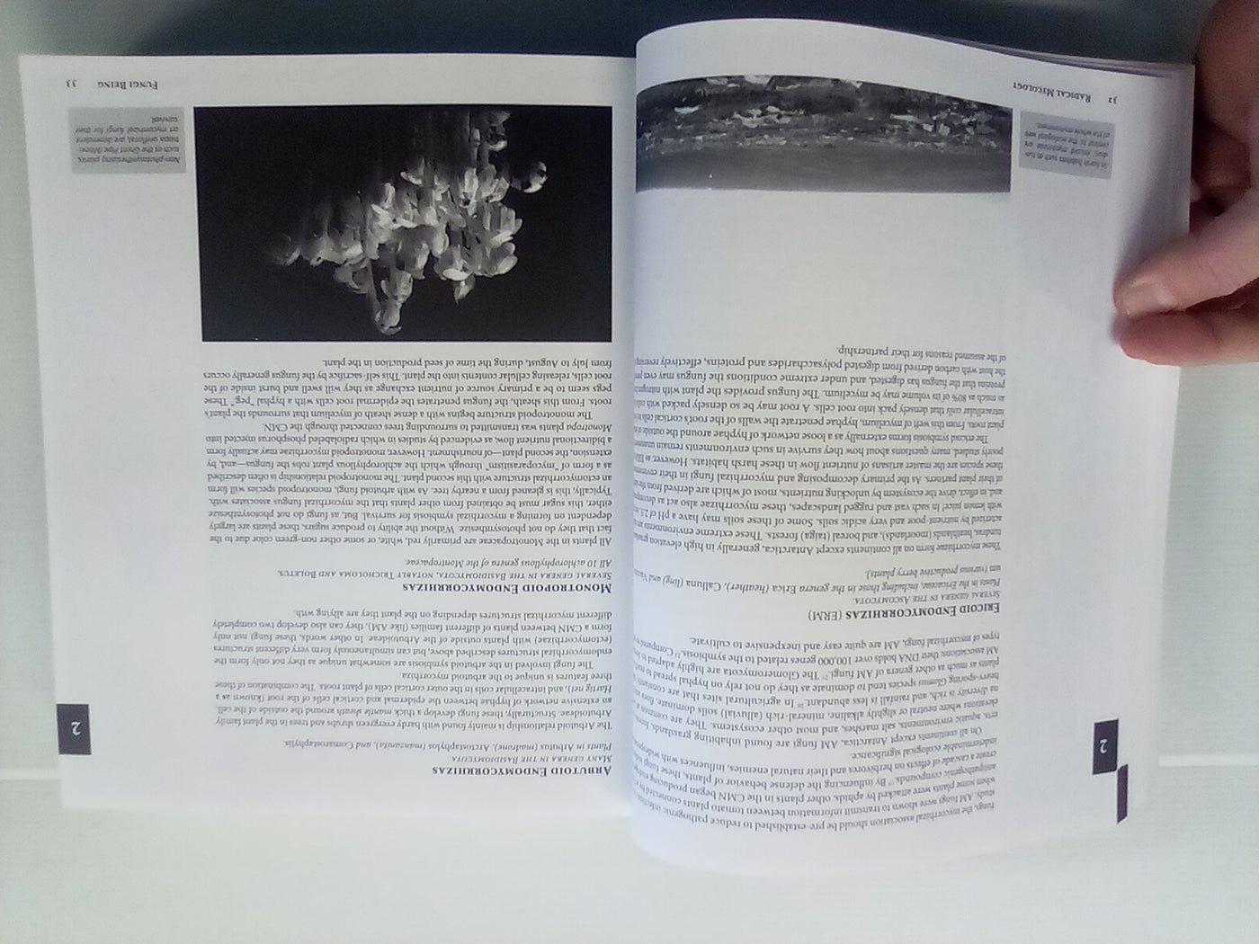 Radical Mycology - Seeing & Working with Fungi by Peter McCoy