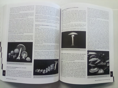 Radical Mycology - Seeing & Working with Fungi by Peter McCoy