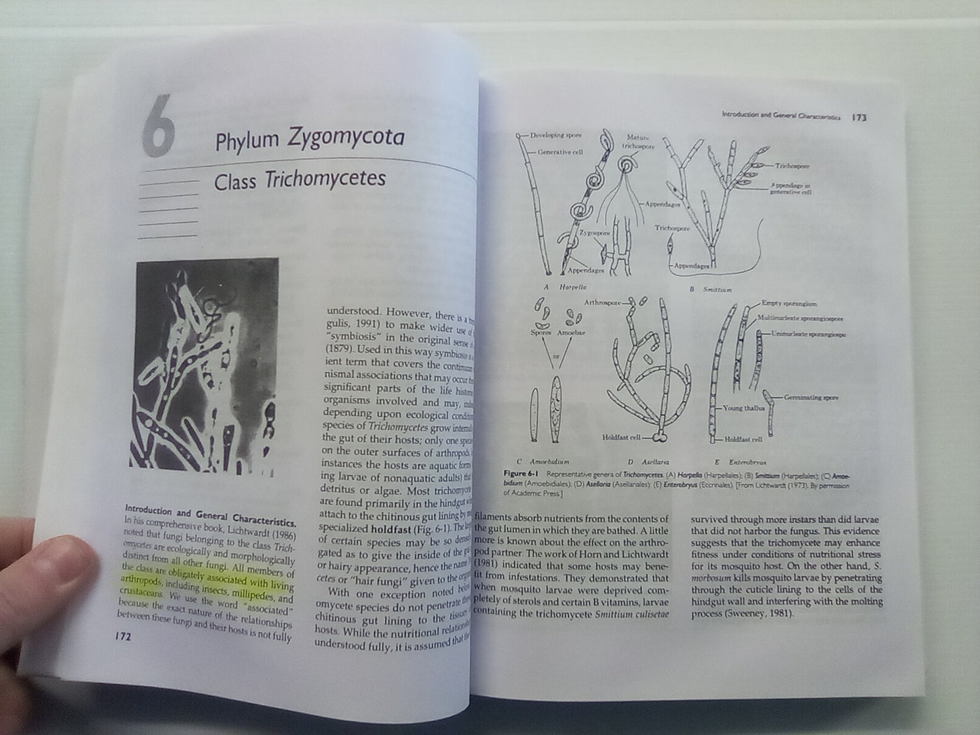 Introductory Mycology by Alexopoulos, Mims, & Blackwell