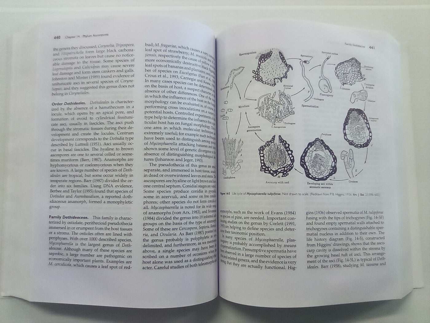 Introductory Mycology by Alexopoulos, Mims, & Blackwell