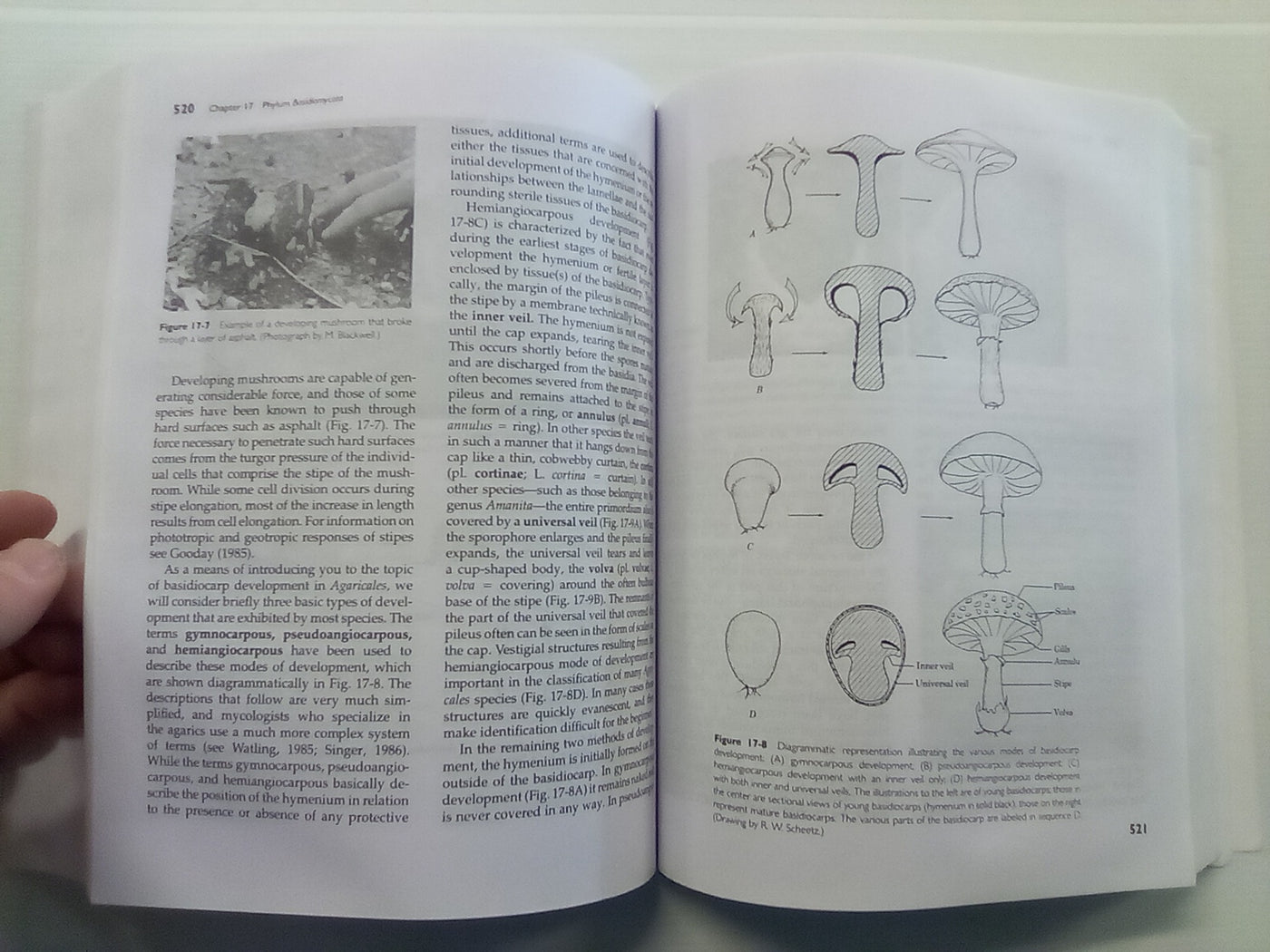 Introductory Mycology by Alexopoulos, Mims, & Blackwell