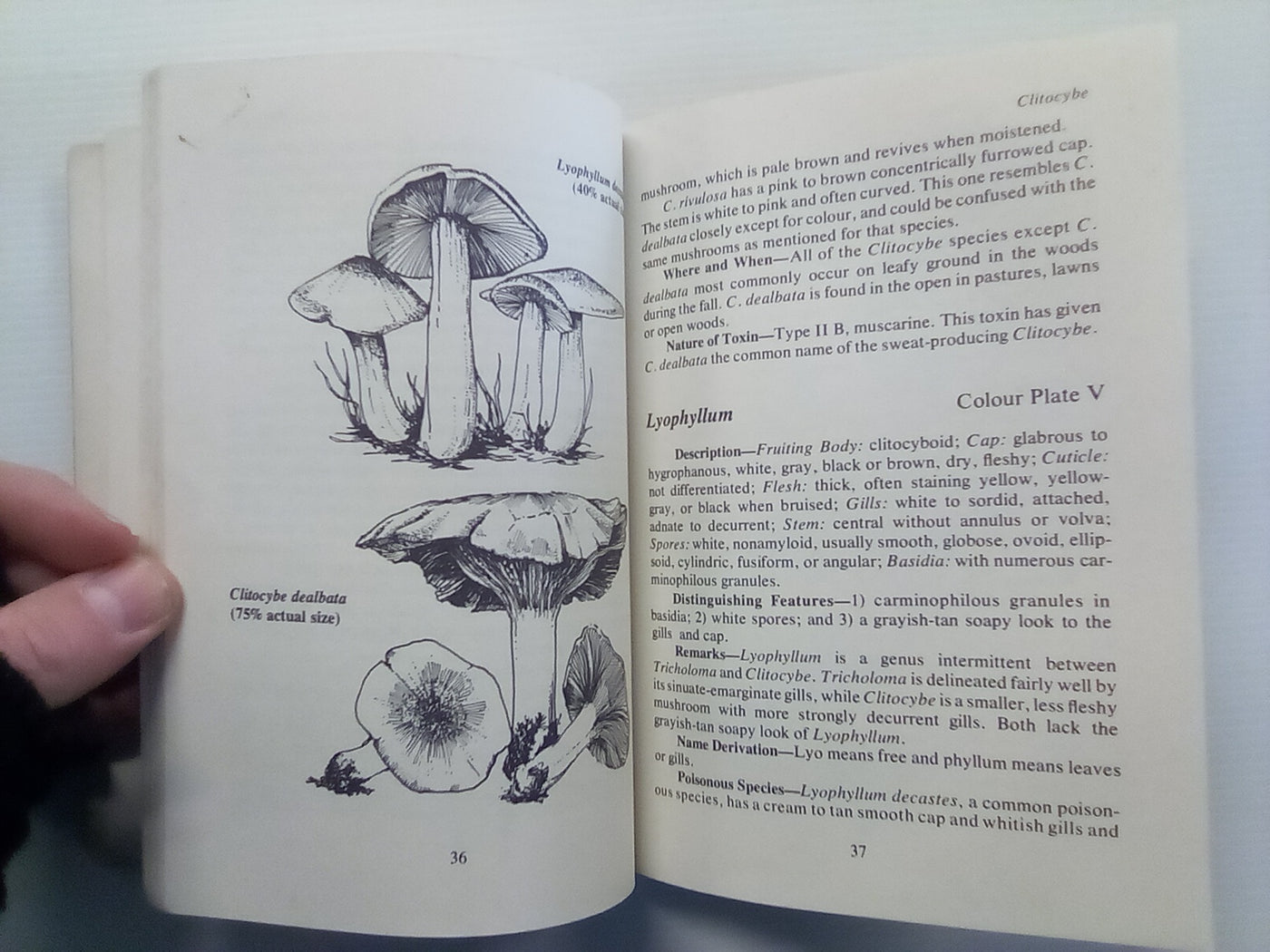 Poisonous & Hallucinogenic Mushrooms (1980) by Richard and Karen Haard