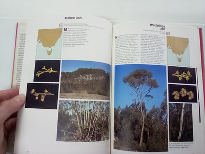 Field Guide to Eucalypts Volume 1 by Brooker and Kleinig