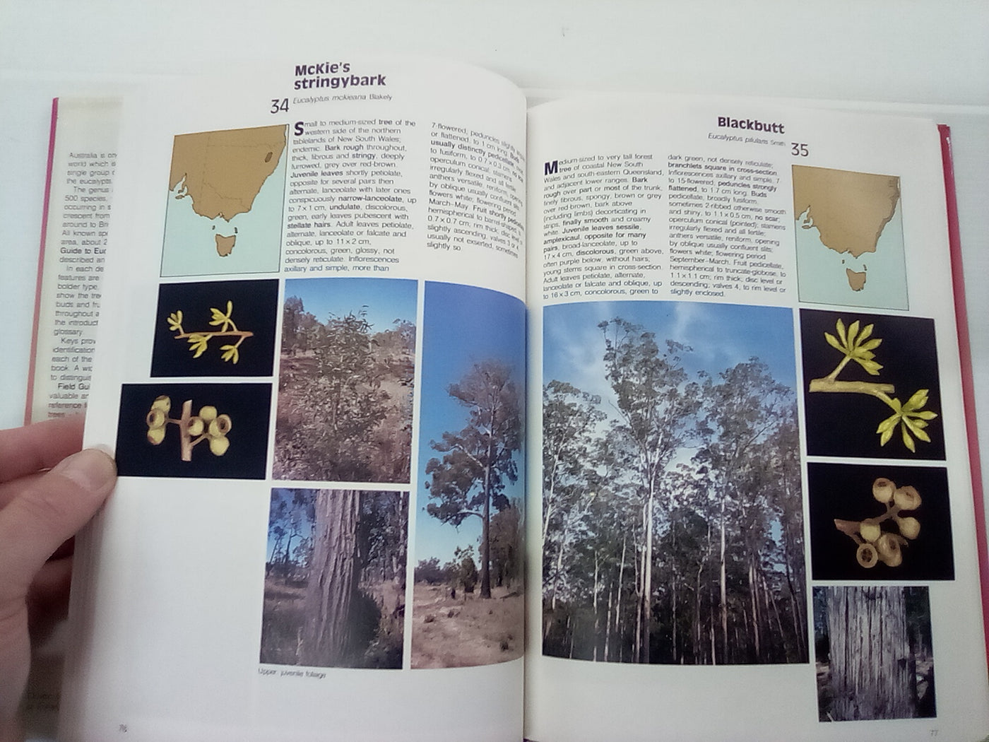 Field Guide to Eucalypts Volume 1 by Brooker and Kleinig