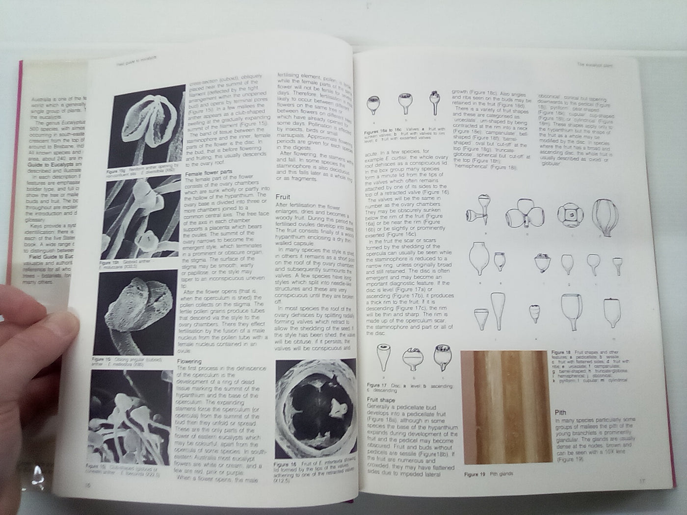 Field Guide to Eucalypts Volume 1 by Brooker and Kleinig
