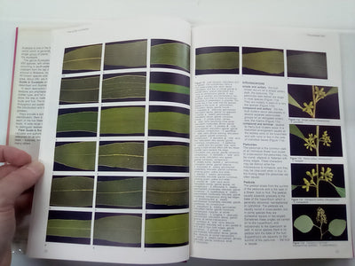 Field Guide to Eucalypts Volume 1 by Brooker and Kleinig