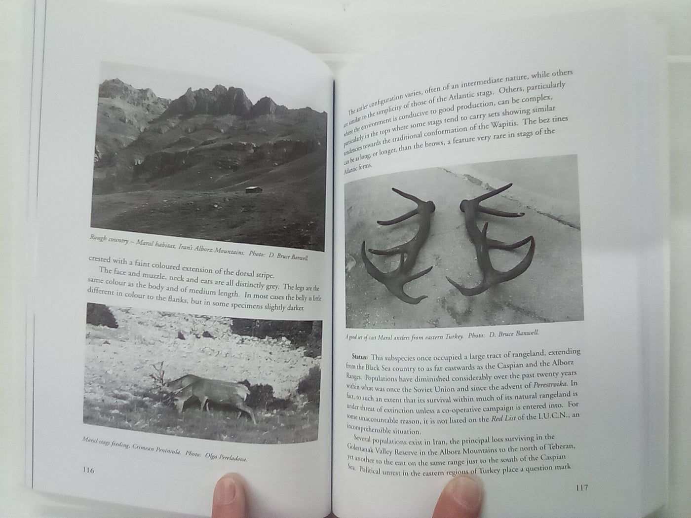 Red Deer Part 1 by Bruce Banwell