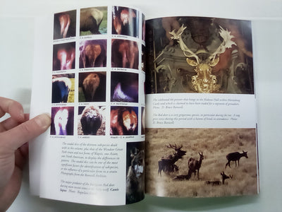 Red Deer Part 1 by Bruce Banwell