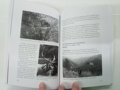 Red Deer Part 1 by Bruce Banwell