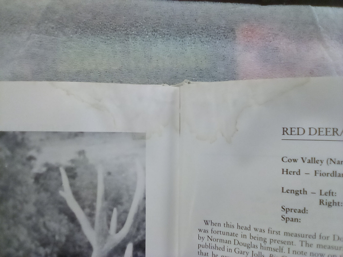 Great New Zealand Deer Heads Volume 1 (1986) by Bruce Banwell