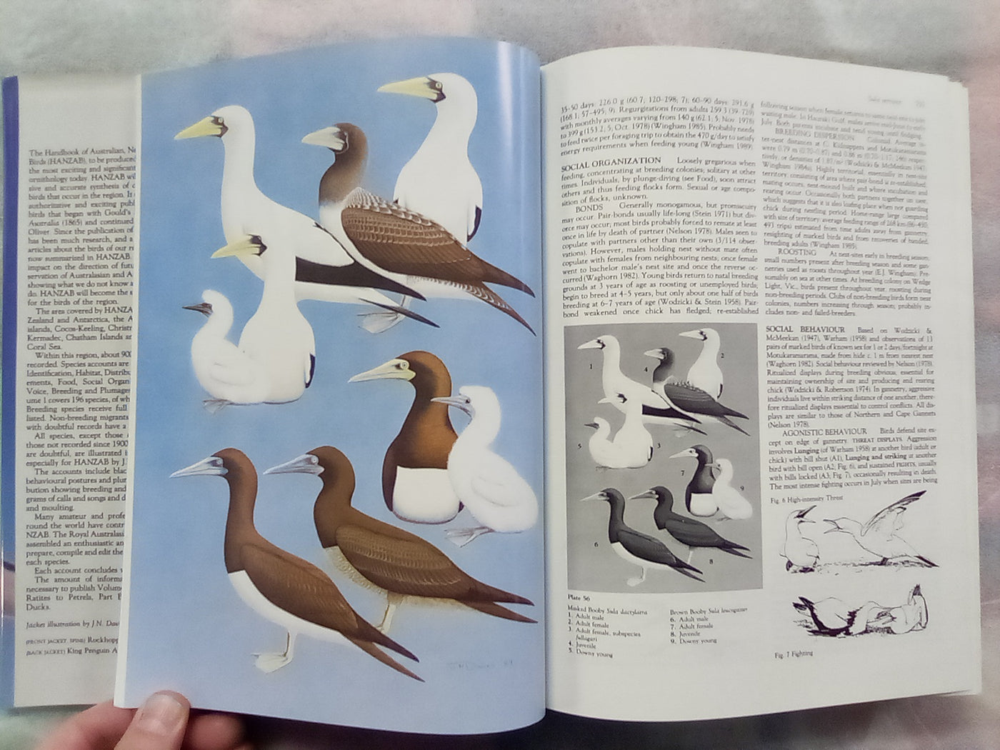 Handbook of Australian, New Zealand, & Antarctic Birds - Volume 1 Part B