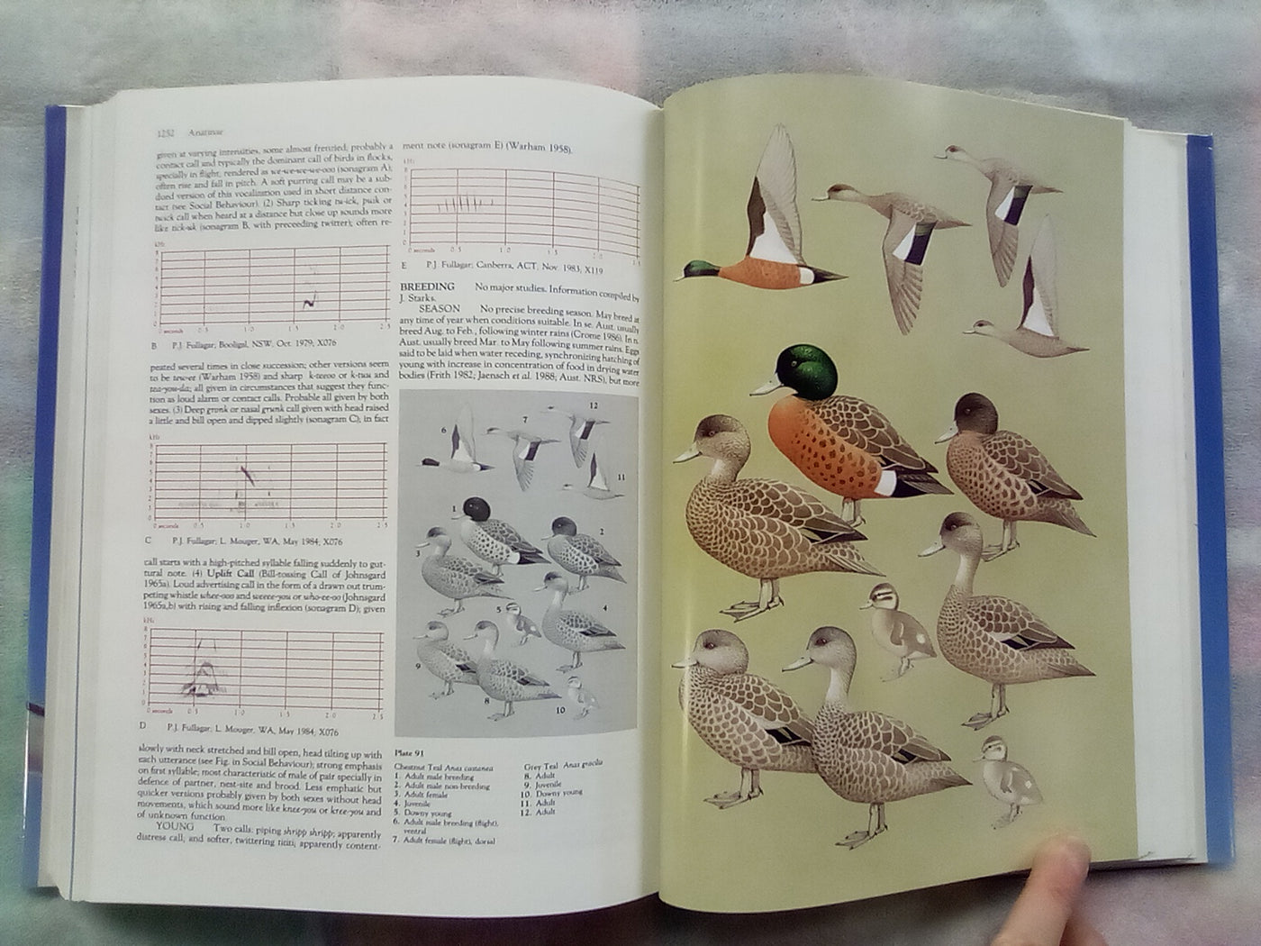 Handbook of Australian, New Zealand, & Antarctic Birds - Volume 1 Part B