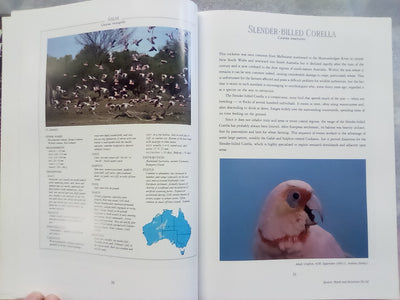 Parrots & Pigeons of Australia - Index of Australian Wildlife