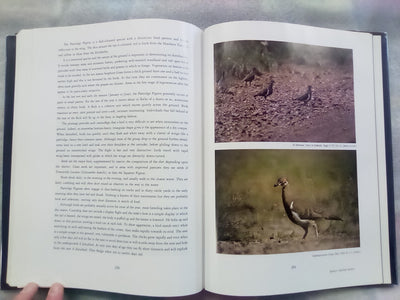 Parrots & Pigeons of Australia - Index of Australian Wildlife