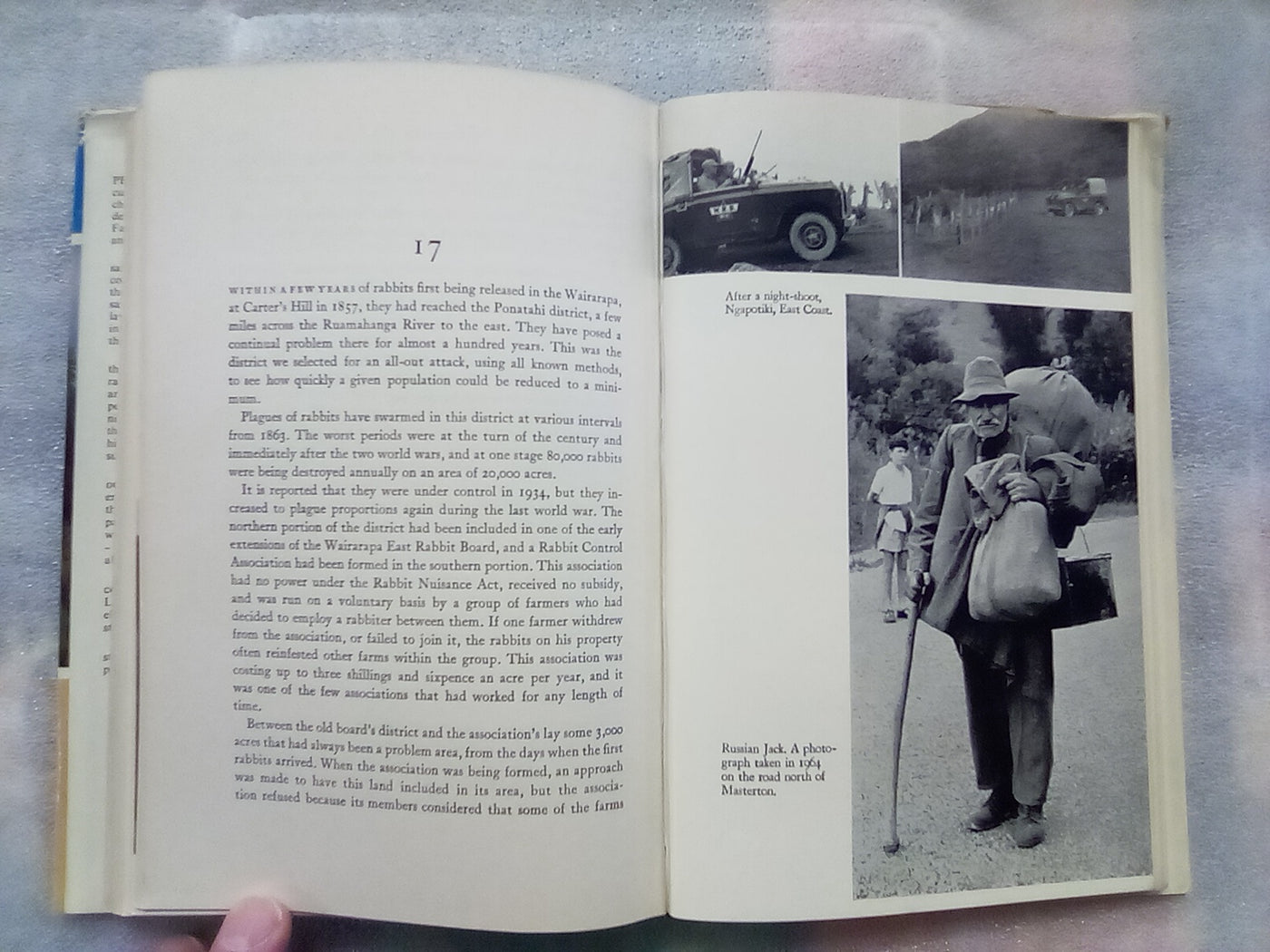 Rabbits Galore - On the Other side of the Fence by W.H. McLean