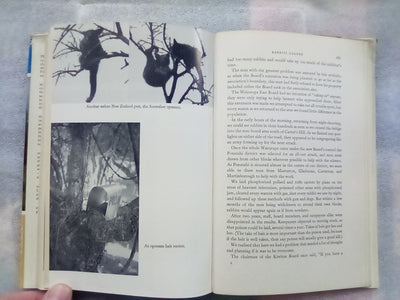 Rabbits Galore - On the Other side of the Fence by W.H. McLean