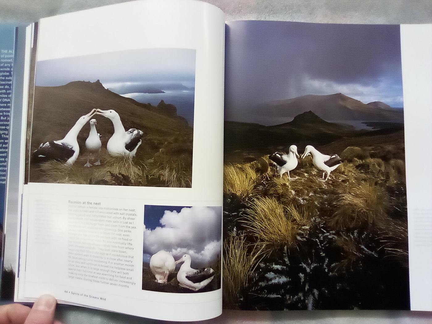 Albatross - Their World, Their Ways by Tui De Roy, Mark Jones, & Julian Fitter