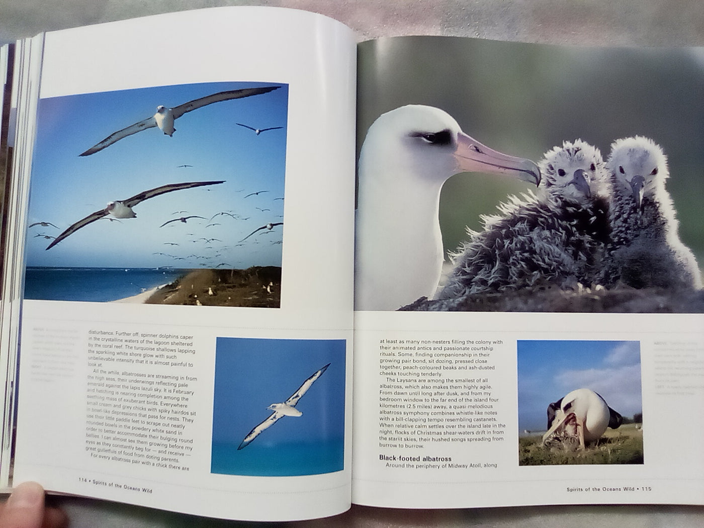 Albatross - Their World, Their Ways by Tui De Roy, Mark Jones, & Julian Fitter