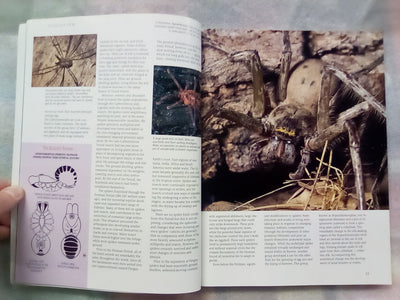 The Silken Web - A Natural History of Australian Spiders by Bert Brunet