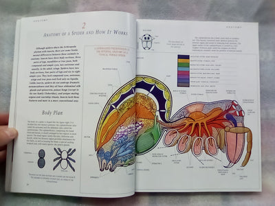 The Silken Web - A Natural History of Australian Spiders by Bert Brunet