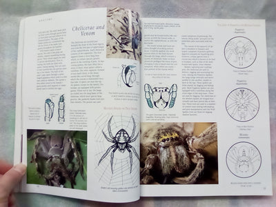 The Silken Web - A Natural History of Australian Spiders by Bert Brunet