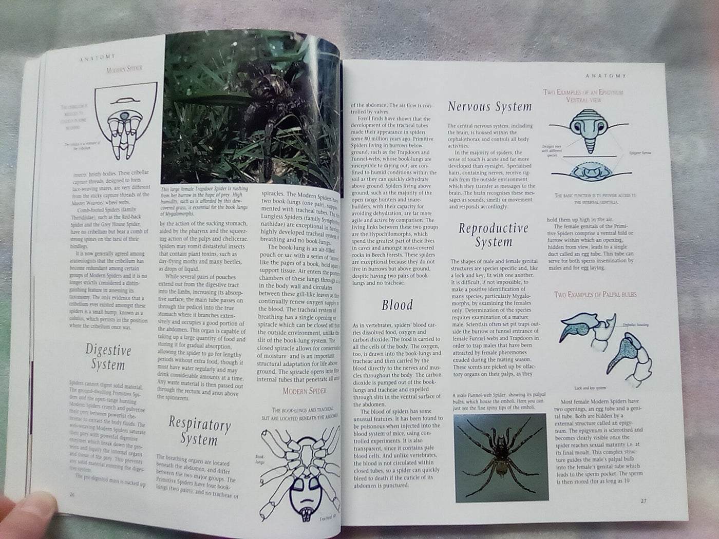 The Silken Web - A Natural History of Australian Spiders by Bert Brunet