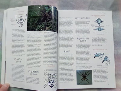 The Silken Web - A Natural History of Australian Spiders by Bert Brunet
