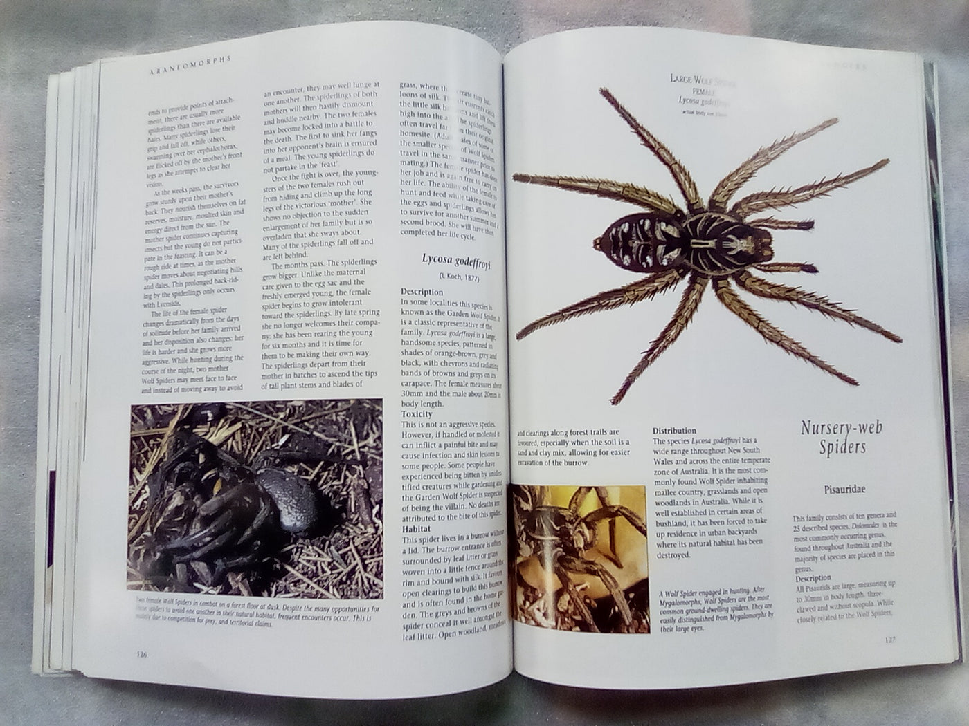 The Silken Web - A Natural History of Australian Spiders by Bert Brunet