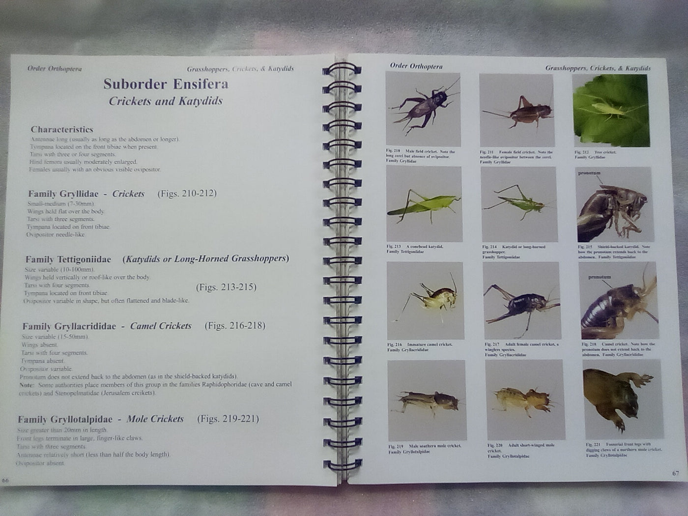 Photographic Atlas of Entomology & Guide to Insect Identification