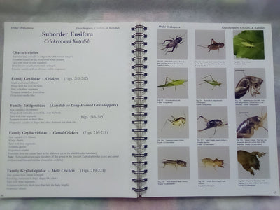Photographic Atlas of Entomology & Guide to Insect Identification