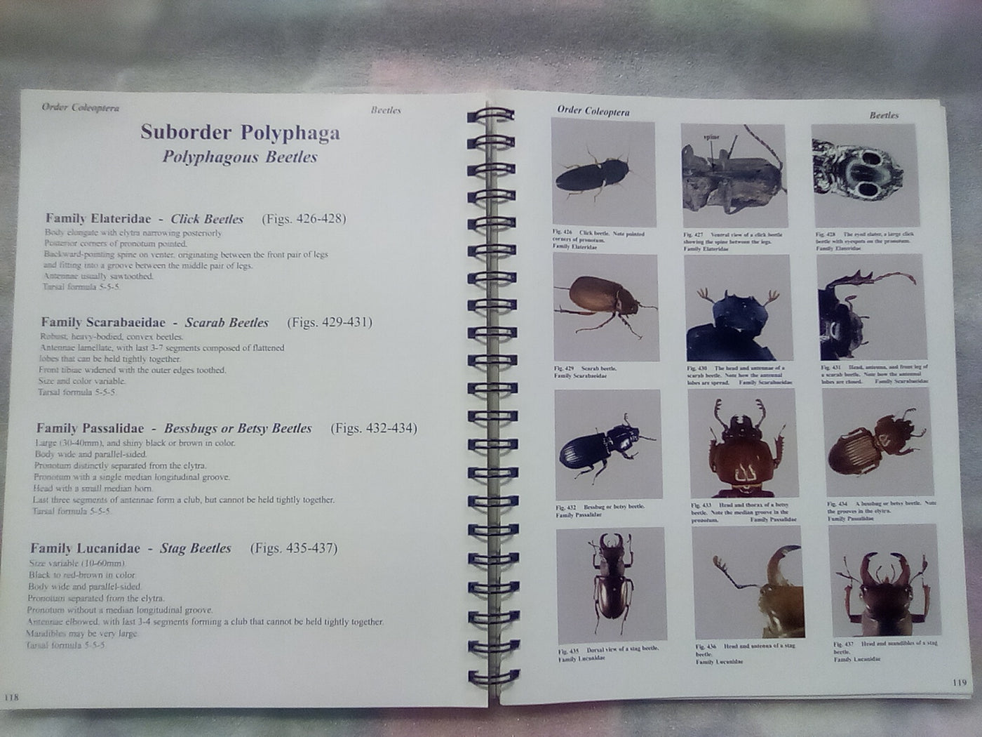 Photographic Atlas of Entomology & Guide to Insect Identification