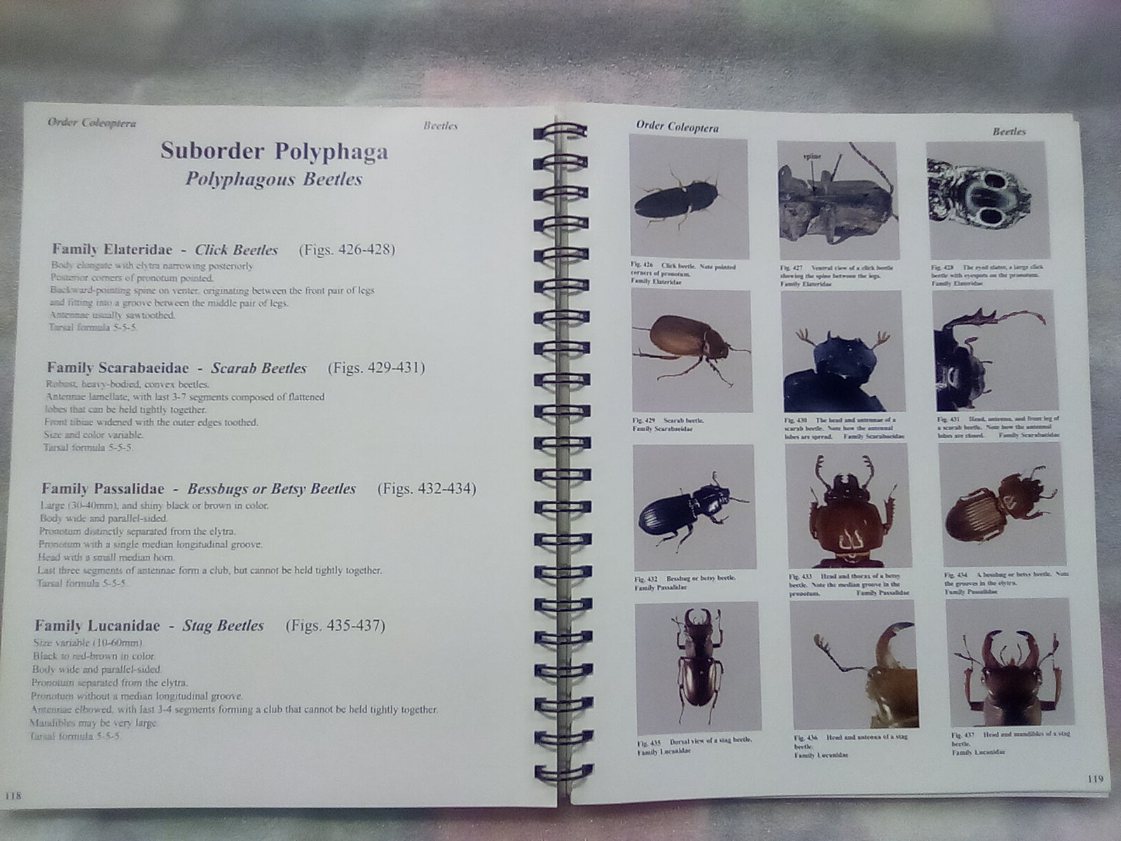 Photographic Atlas of Entomology & Guide to Insect Identification ...