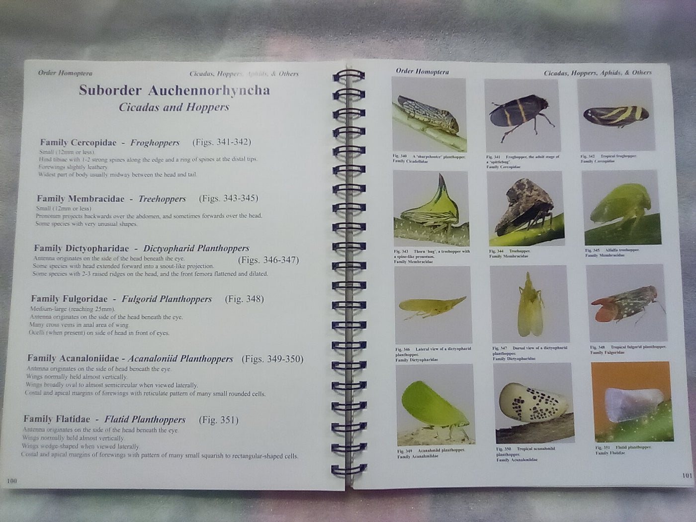 Pictorial Guide Insect Photographic Atlas of Entomology & Guide to Insect Identification ...