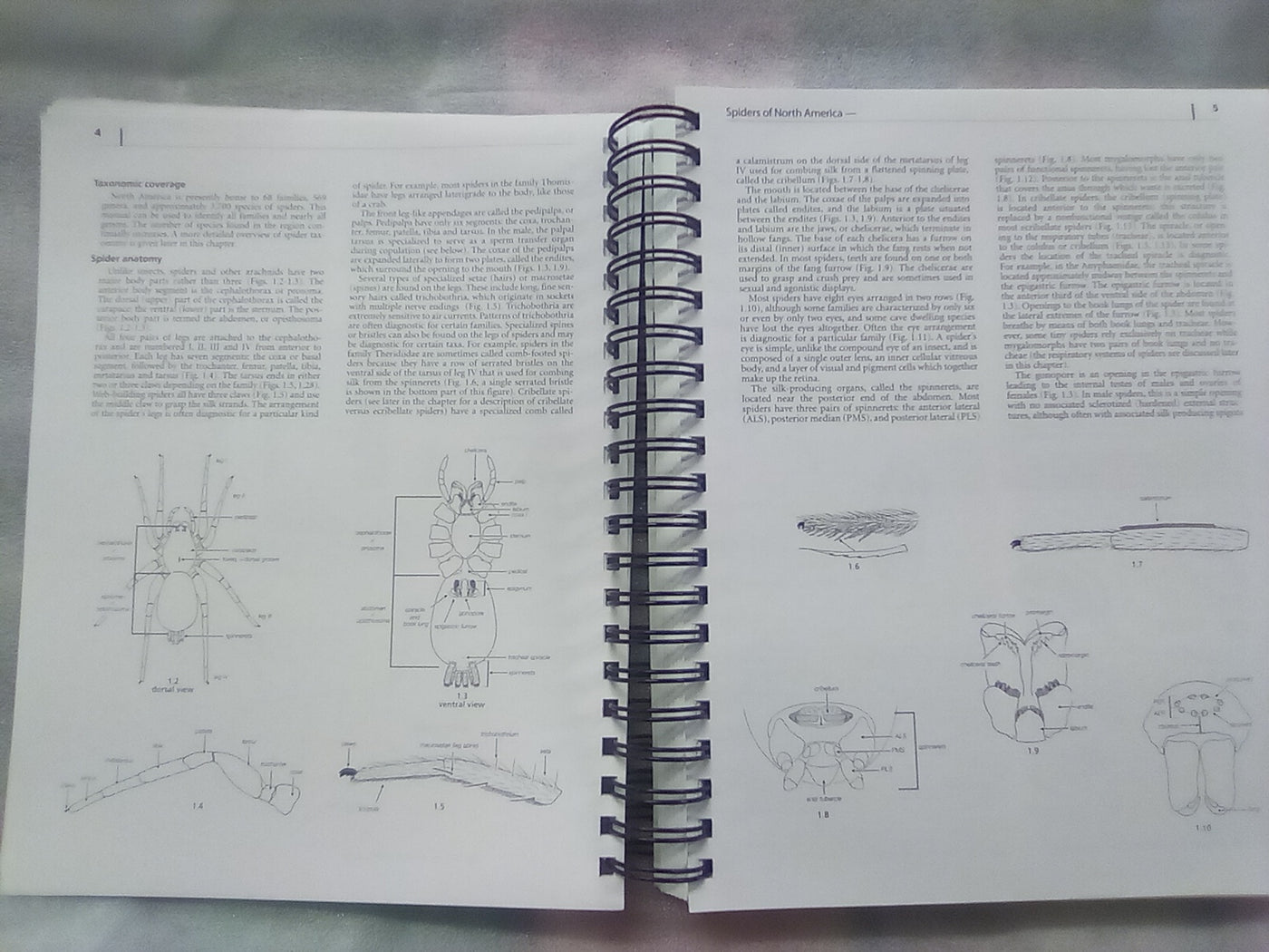 Spiders of North America - an Identification Manual