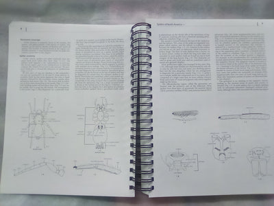 Spiders of North America - an Identification Manual