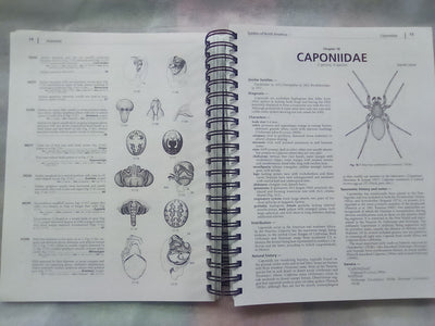 Spiders of North America - an Identification Manual