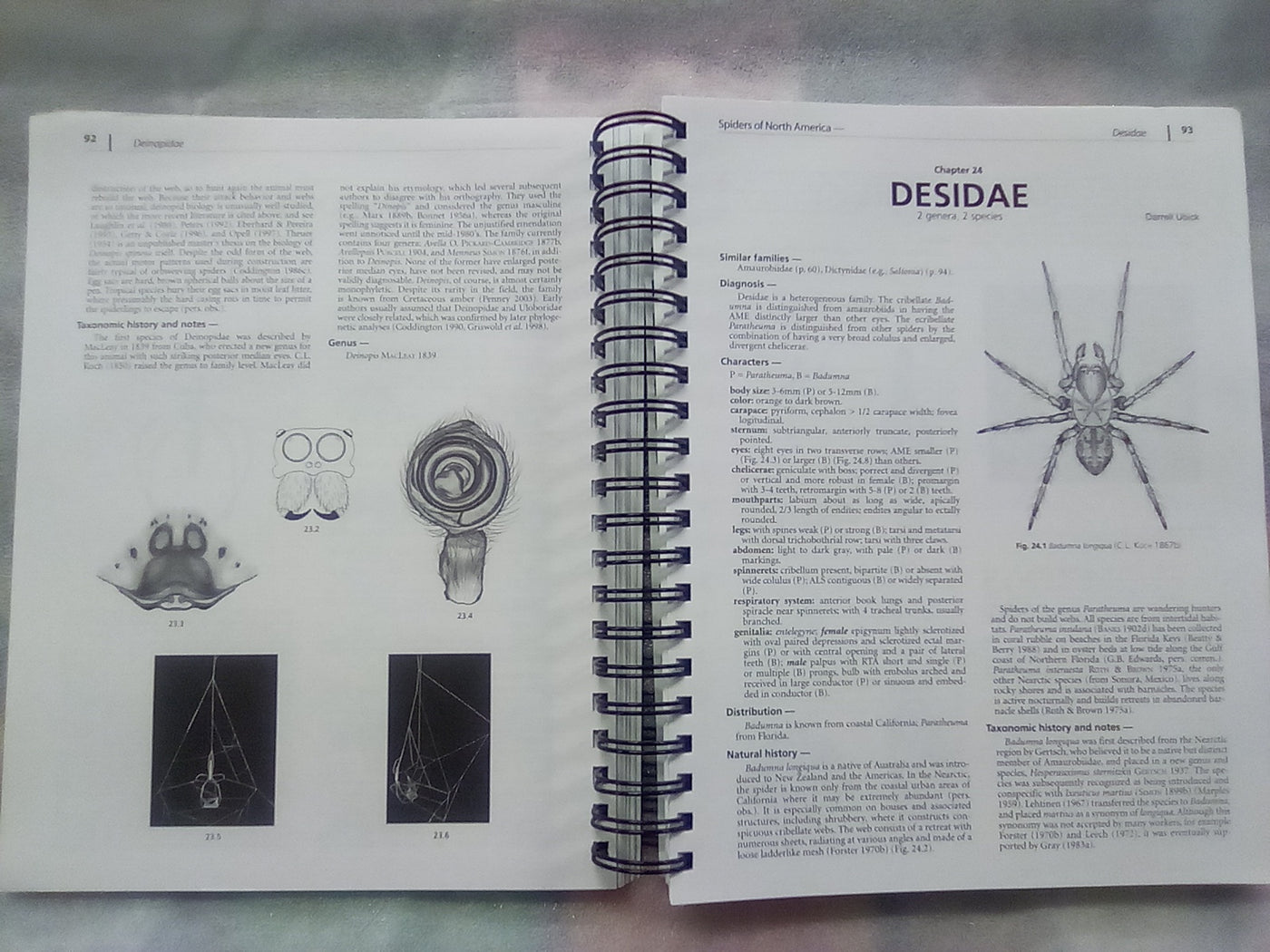 Spiders of North America - an Identification Manual