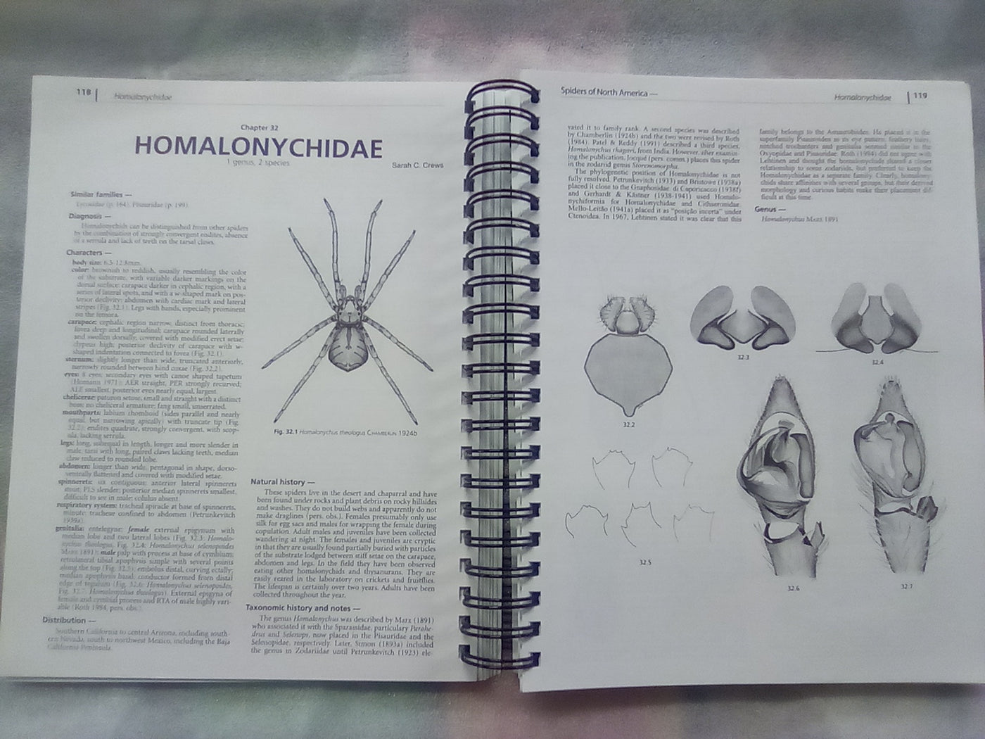 Spiders of North America - an Identification Manual