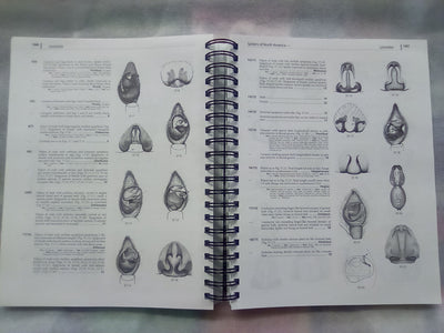 Spiders of North America - an Identification Manual