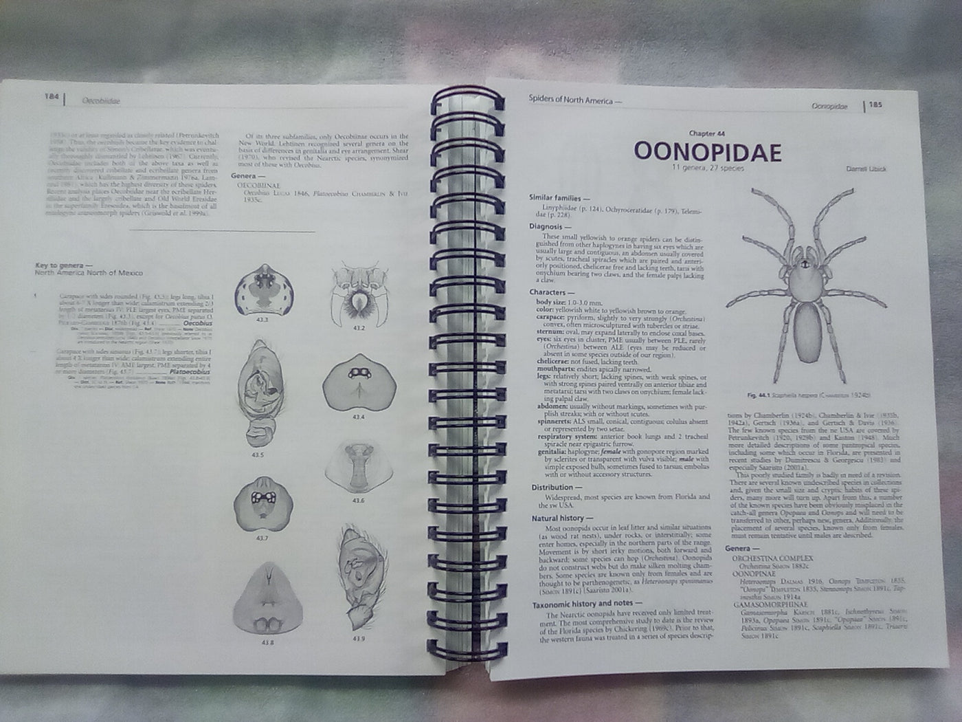 Spiders of North America - an Identification Manual