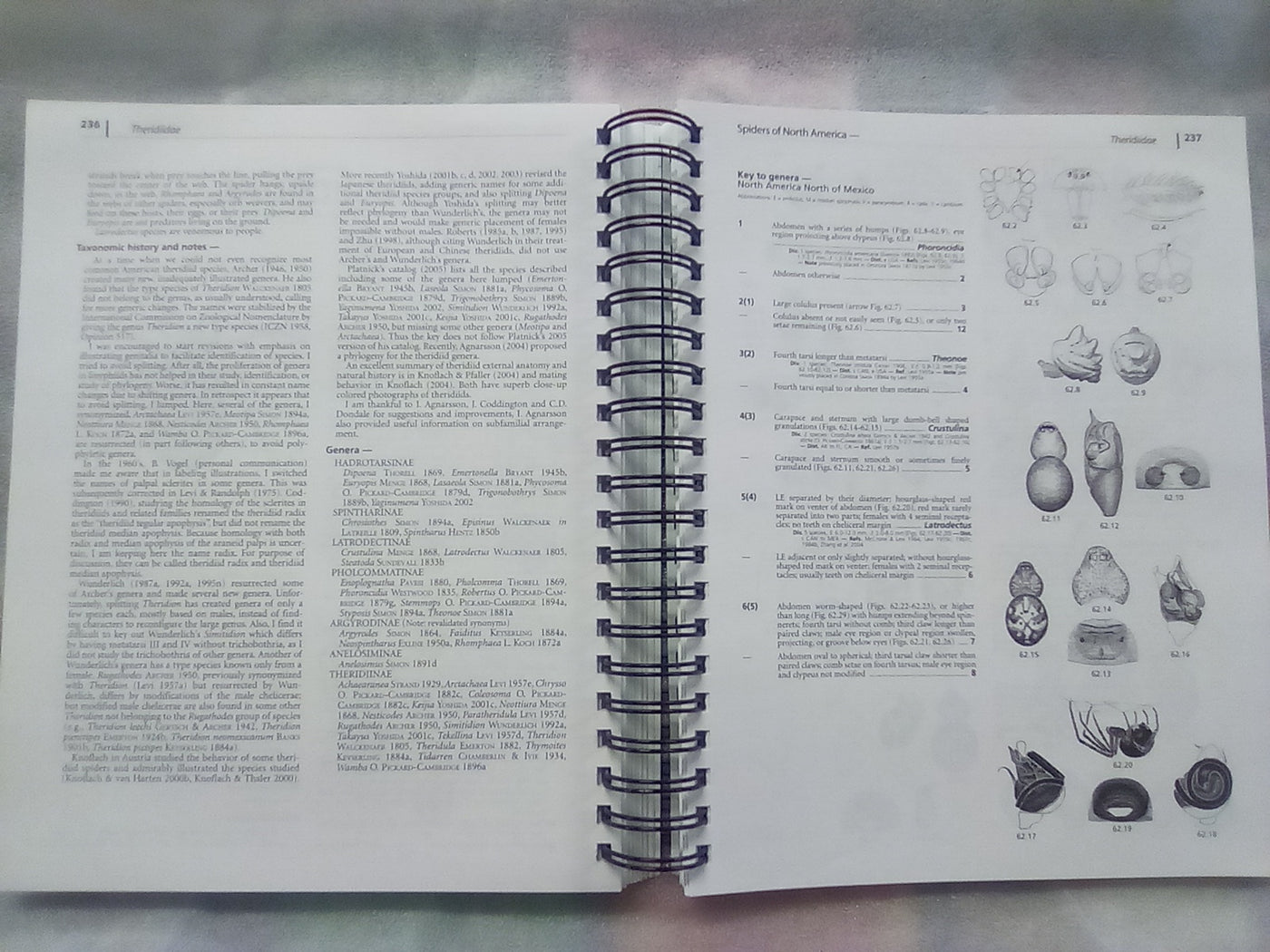 Spiders of North America - an Identification Manual