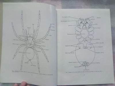 The Spiders of New Zealand - Part 1 (1967) by R.R. Forster