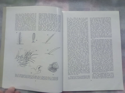 The Spiders of New Zealand - Part 1 (1967) by R.R. Forster