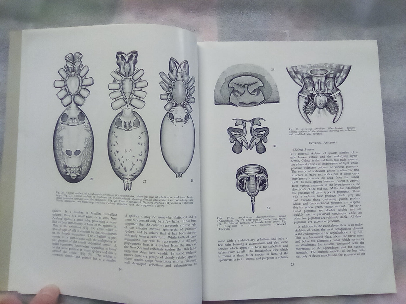 The Spiders of New Zealand - Part 1 (1967) by R.R. Forster