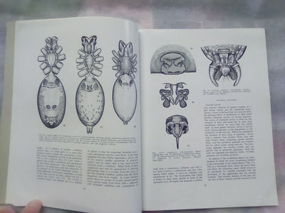 The Spiders of New Zealand - Part 1 (1967) by R.R. Forster
