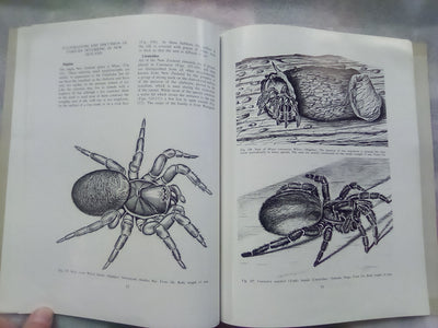 The Spiders of New Zealand - Part 1 (1967) by R.R. Forster
